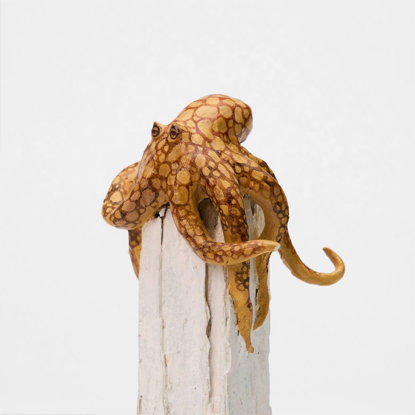Octopus ~たこ~